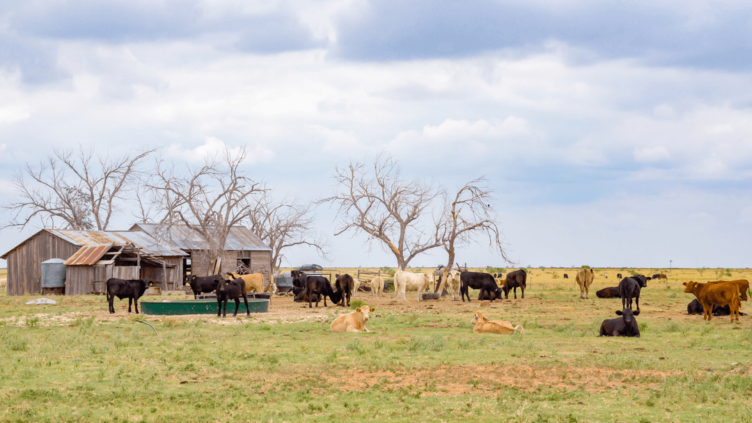 Texas agricultural land with livestock illustrating the ag exemption benefit