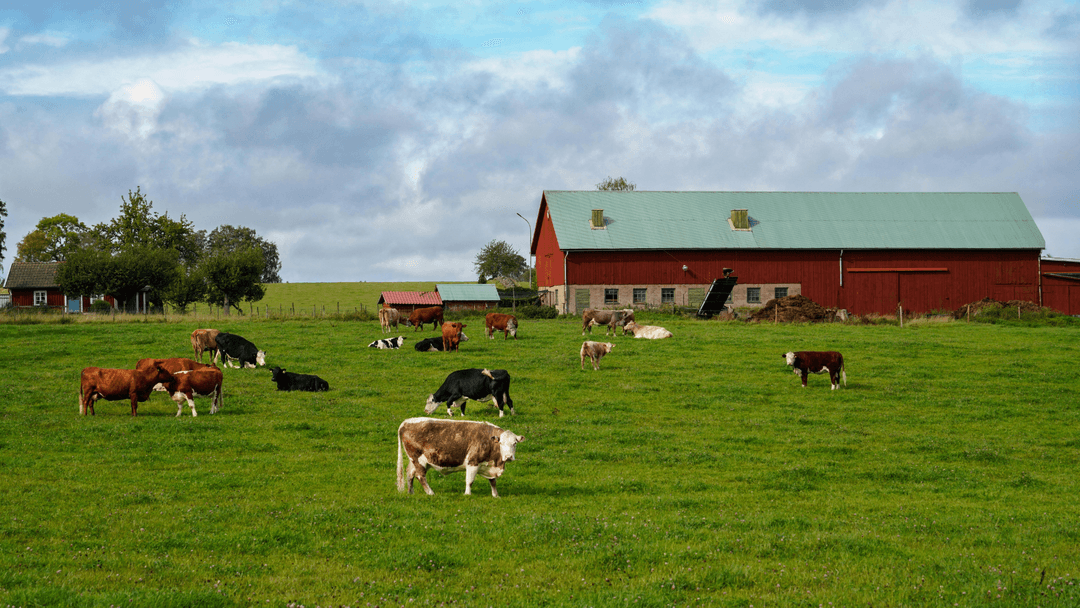 Texas residential property qualifying for homestead exemption tax savings